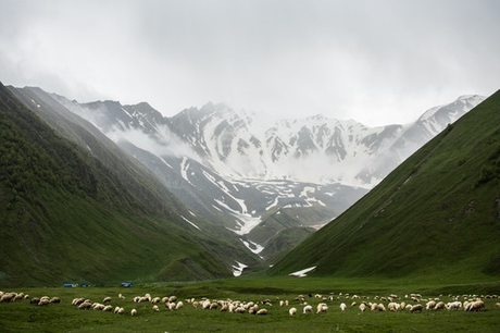 herd-of-animals-on-grass-field-near-mountains-1574843.jpg